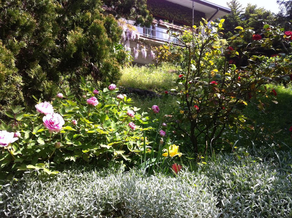 B&B Le Ortensie -Lago Di Como Lierna Luaran gambar